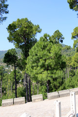 Lush Green Pine Trees Forest and beautiful Landscape of Patriata, New Murree, Punjab, Pakistan