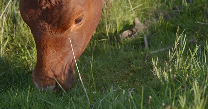 Beautiful brown hereford cow eating grass in slow motion close-up view