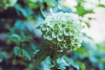 Guelder rose (viburnum opulus) white blossom branches. Selective focus.