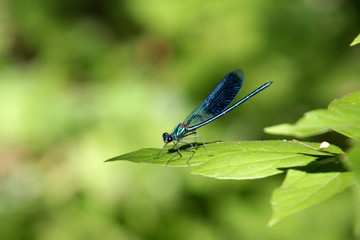The insect sits on a green plant.