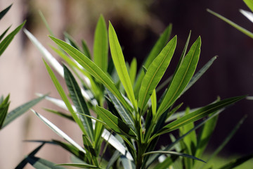 Closeup of natural green plant