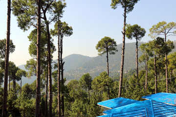 Lush Green Pine Trees Forest and beautiful Landscape of Patriata, New Murree, Punjab, Pakistan
