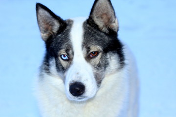 Husky with different eyes.