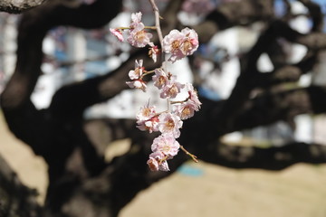 cherry blossom in korea