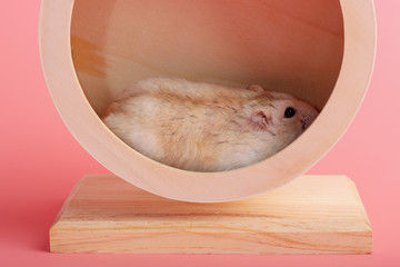 Obraz premium Little brown hamster runs in a wooden wheel close-up, pink background