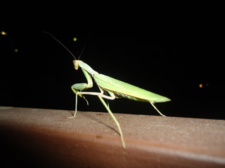 mantis sitting on the railing of the stairs