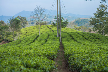 Fototapeta na wymiar Tea plantation in Cianjur, West Java, Indonesia
