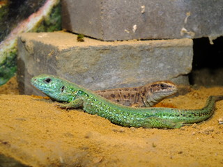 izards live in a terrarium. sand lizard