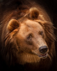 Huge hairy bear face full face in full screen. but a sweet, kindly expression on the face. a symbol of power and calm strength and confidence. highlighted in dark background.