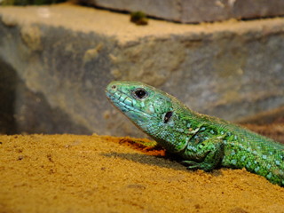 izards live in a terrarium. sand lizard