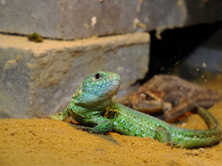 izards live in a terrarium. sand lizard