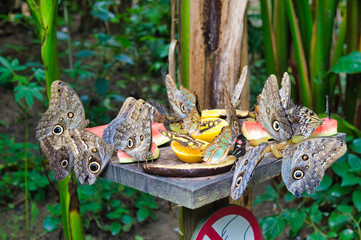 Butterflies in a tropical garden