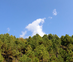 Fototapeta na wymiar Lush Green Pine Trees Forest and beautiful Landscape of Patriata, New Murree, Punjab, Pakistan