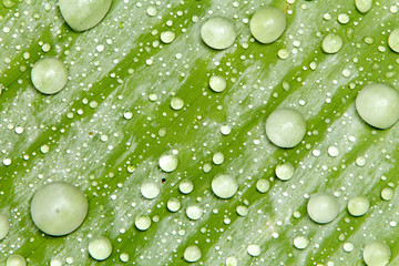 Water droplets and the color of raindrops in the rainy season