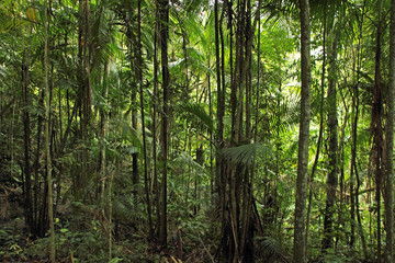 Palm forest hotspot in the tropics, Venezuela