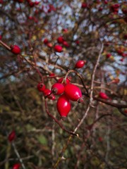 rose hip shrub