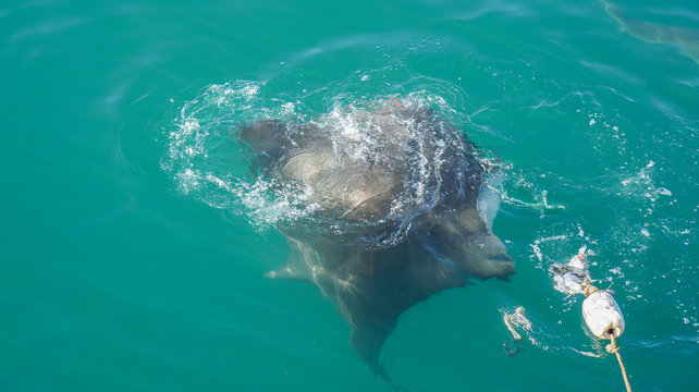 Stringray Menorca Stringray Images – Browse 117 Stock Photos, Vectors, and Video | Adobe ...