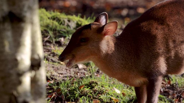 Reeves Muntjac deer, Muntiacus, feeding or eating on a sunny bright day within woodland during autumn/winter in November