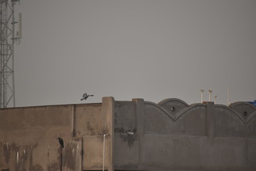 a beautiful is flying from the building with the background of sky