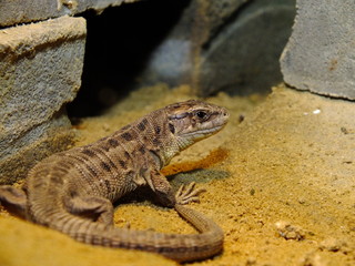 izards live in a terrarium. sand lizard