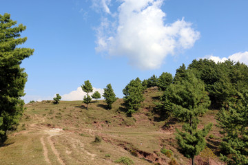 Lush Green Pine Trees Forest and beautiful Landscape of Patriata, New Murree, Punjab, Pakistan