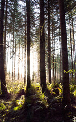 Misty morning forest