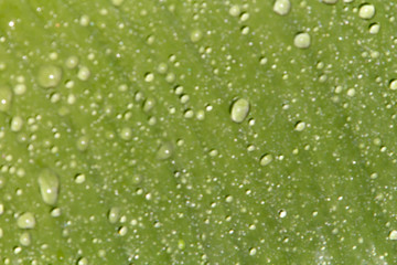 Water droplets and the color of raindrops in the rainy season