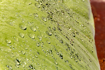 Water droplets and the color of raindrops in the rainy season
