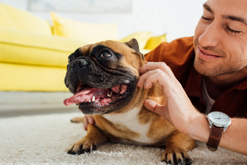 Smiling man hugging french bulldog of floor in living room