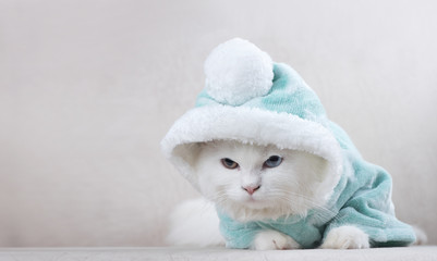 british longhair kitten in a christmas costume