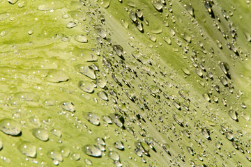 Water droplets and the color of raindrops in the rainy season