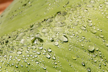 Water droplets and the color of raindrops in the rainy season