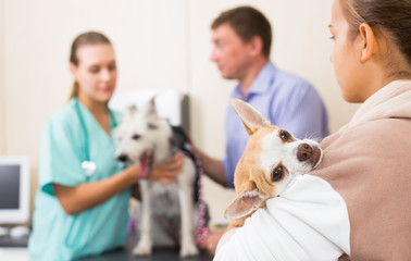 Woman vet examines a dog in clinic