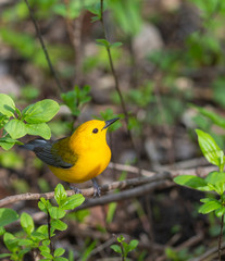 Beautiful Prothonotary Warbler perched in thickets 