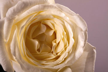 White rose up close inside petals