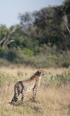 Cheetah standing on low termite mound