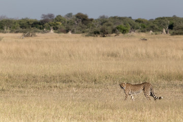 Naklejka na ściany i meble Single cheetah prowling across open grassland