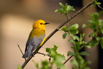 Obraz premium Beautiful Prothonotary Warbler perched in thickets 