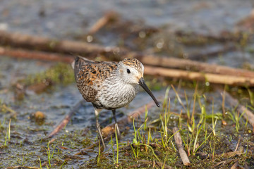 Dunlin feeding on shore of lake while migrating