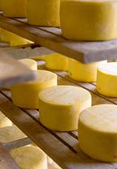 Bright yellow cheese rounds on wooden shelves 