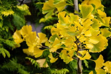 Golden and yellow leaves ginkgo biloba tree on blurred background of evergreens. Large golden foliage on trunk and branches like magnificent yellow cloud. North Caucasus nature concept for design.