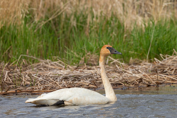 Trumpeter Swan on Swan Lake