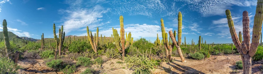 Fotobehang baja california sur gigantische cactus in de woestijn © Andrea Izzotti