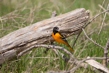 Male Baltimore Oriole perched on branch 