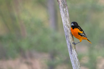 Male Baltimore Oriole perched on branch 