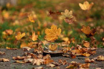 Autumn leaves and a Cup on the street