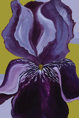 Iris with Background 