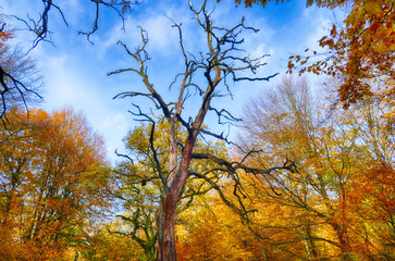 Fototapeta premium Herbstlandschaft in einem Urwald bei Hofgeismar