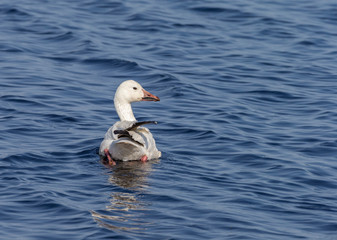 migrating Snow Goose swimming in lake