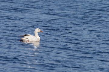 Fototapeta na wymiar migrating Snow Goose swimming in lake